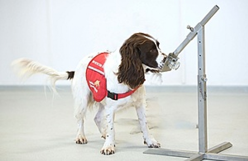 Covid Dog